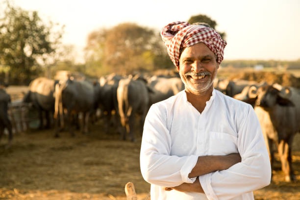 Cattle Feed in Ranchi