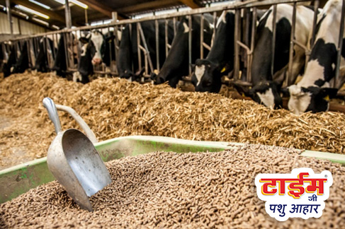 Best Pashu Aahar in India