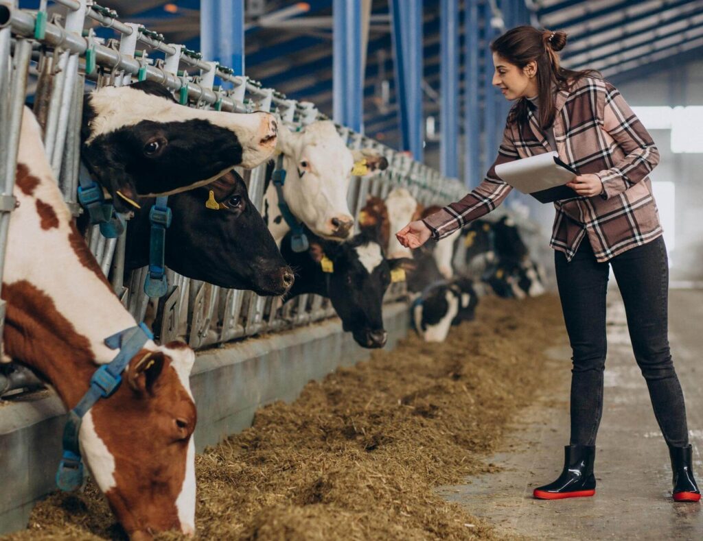 Cattle Feed in Ranchi