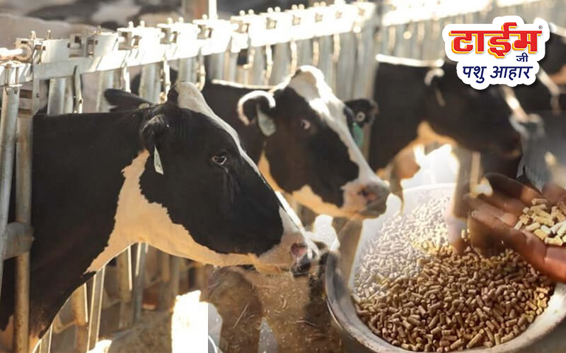 Best Cattle Feed For Cows