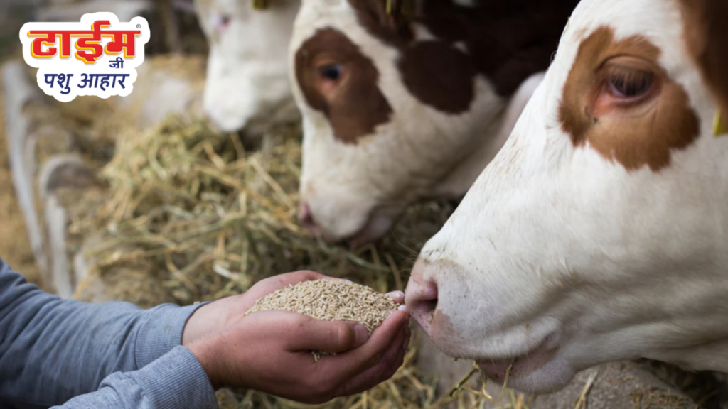 Best Cattle Feed
